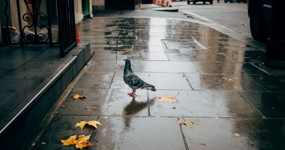 Park Cameras Photography Streetwalk